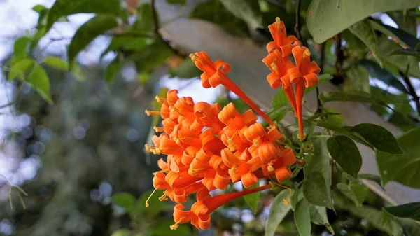 Pyrostegia Venusta Également Connu Sous Nom Flambeau Trompette Orange Douche — Photo