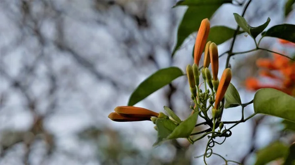 火烈鸟 Pyrostegia Venusta 又名火烈鸟 橙红色火烈鸟 金黄色淋浴 木马尾 — 图库照片