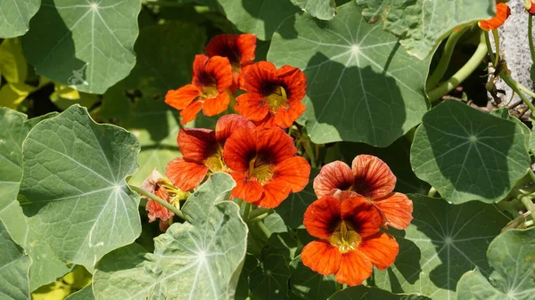 Tropaeolum Majus Επίσης Γνωστό Ναστούρτιο Κήπου Ινδικό Κάρδαμο — Φωτογραφία Αρχείου