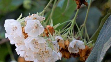 Çiçek Dombeya reclinata ya da Mahot Rouge 'a yakın çekim