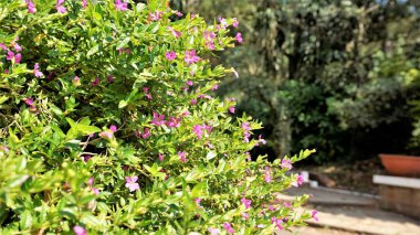 Cuphea hyssopifolia 'nın peyzaj fotoğrafı, sahte, Meksikalı, Hawaii keneviri