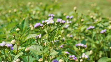 Ageratum conyzoides olarak da bilinir. Tropikal beyaz ot, piç mühimmat, diş ipi çiçeği, keçi otu.