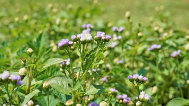 Ageratum conyzoides also known as Tropical whiteweed, Bastard argimony, Floss flower, Goat weed clipart