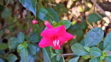 Ipomoea atfalliae, asma prensleri olarak da bilinir.