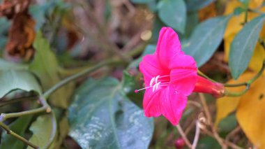 Ipomoea atfalliae, asma prensleri olarak da bilinir.