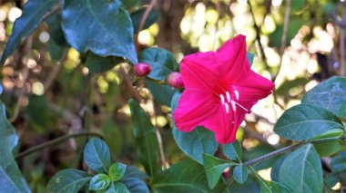 Ipomoea atfalliae, asma prensleri olarak da bilinir.
