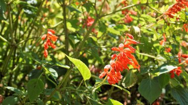 Salvia ihtişamı, Scarlet adaçayı olarak da bilinir.