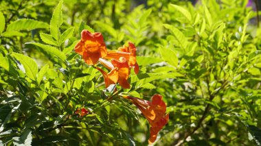 Kamp radyanları ayrıca Trompet Sarmaşığı olarak da bilinir.