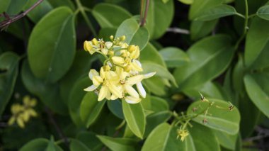 Tristellateia australasiae, Avustralya altın sarmaşığı, Maidens kıskançlığı vs. olarak da bilinir.