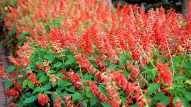 Salvia ihtişamı, Scarlet adaçayı olarak da bilinir.