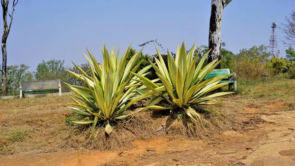 Furcraea Foetida Também Conhecido Como Cânhamo Maurício Cabuya Gigante Aloé — Fotografia de Stock