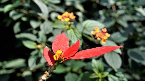 Closeup Folhas Coloridas Euphorbia Pulcherrima Também Conhecido Como Poinsettia Flor — Fotografia de Stock