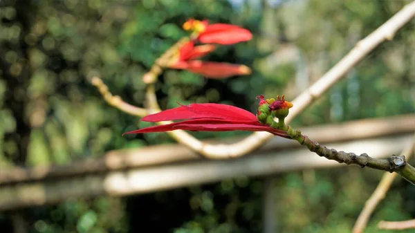 Zbliżenie Kolorowe Liście Euphorbia Pulcherrima Znany Również Jako Poinsettia Lub — Zdjęcie stockowe