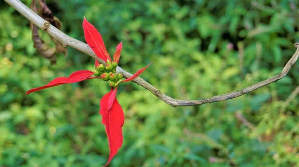 Primeros Planos Hojas Coloridas Euphorbia Pulcherrima También Conocida Como Poinsettia —  Fotos de Stock