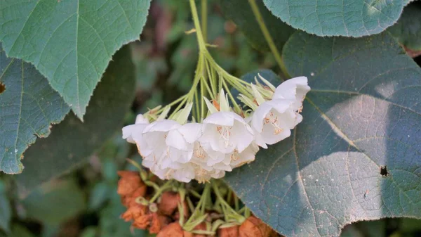Nahaufnahme Der Blume Dombeya Reclinata Oder Mahot Rouge — Stockfoto