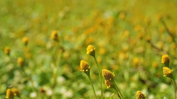 Acmella Uliginosa Známá Také Jako Marsh Para Cress — Stock fotografie