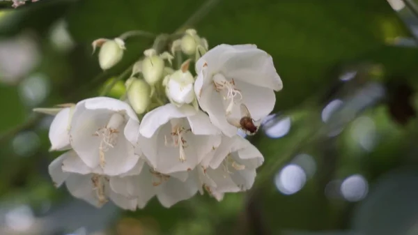 Closeup Flower Dombeya Reclinata Mahot Rouge — Stock Photo, Image