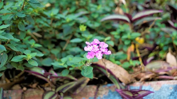 Lantana Montevidensis También Conocida Como Lantana Púrpura Verbena Silvestre Etc — Foto de Stock