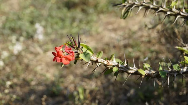 Euphorbia Milii Also Known Crown Thorns Christs Plant Etc — Stock Photo, Image