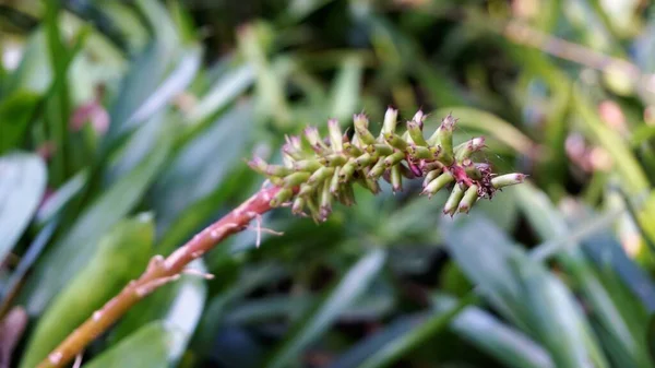 Aechmea Gamosepala Conosciuta Anche Come Matchstick Bromeliad — Foto Stock