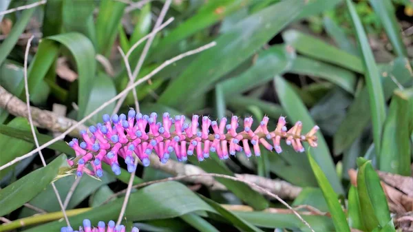 Aechmea Gamosepala Também Conhecida Como Matchstick Bromeliad — Fotografia de Stock