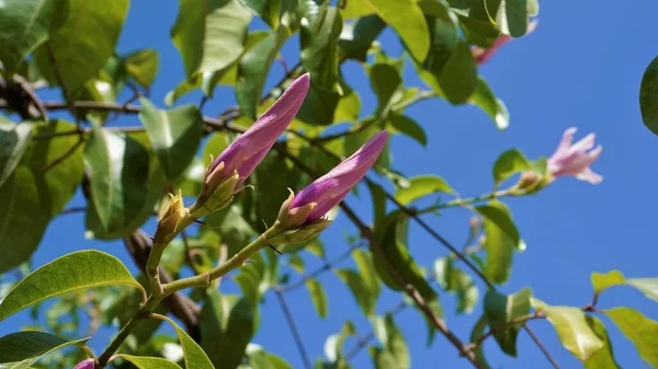 Cryptostegia Madagascariensis También Conocida Como Vid Goma Madagascar —  Fotos de Stock