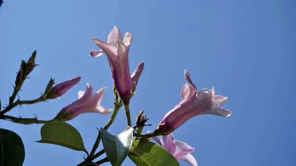 Cryptostegia Madagascariensis Também Conhecida Como Videira Borracha Madagáscar — Fotografia de Stock