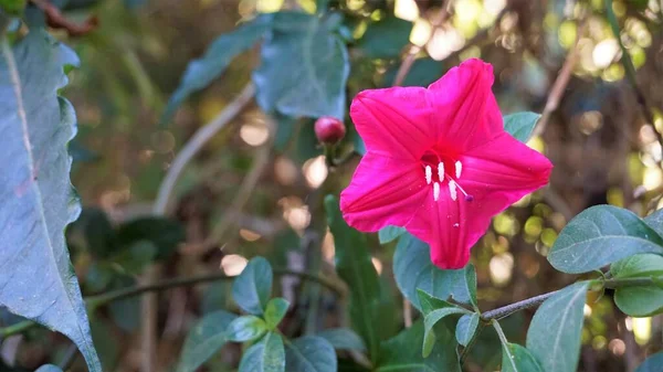 Ipomoea Atfalliae Asma Prensleri Olarak Bilinir — Stok fotoğraf