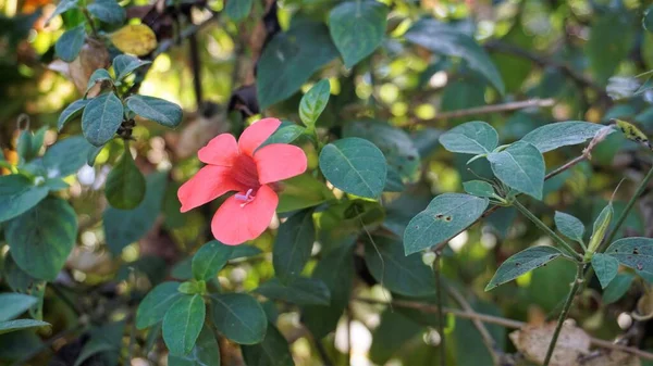 Barleria Repens Також Відомий Кораловий Гребінець Рожева Руелія Садів Mysore — стокове фото