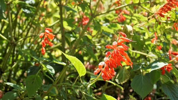 Salvia Splendens Também Conhecido Como Sábio Escarlate — Fotografia de Stock