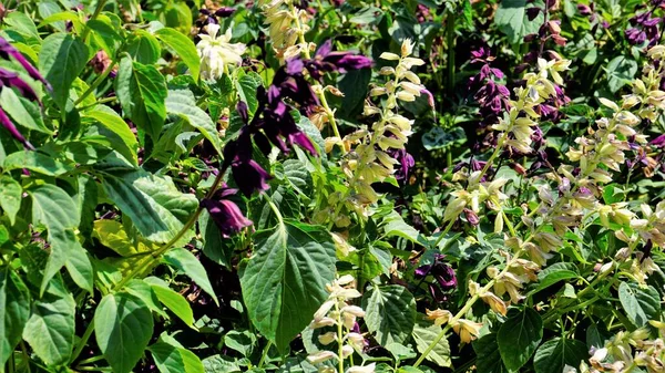 Salvia Splendens Roxo Também Conhecido Como Sálvia Escarlate — Fotografia de Stock