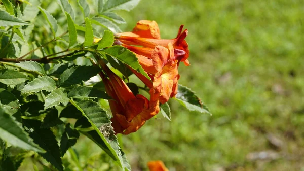 Campsis Radicans Також Відомий Trumpet Creeper — стокове фото