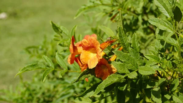 Campsis Radicans Também Conhecido Como Trumpet Creeper — Fotografia de Stock