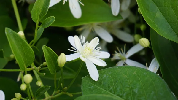 Clematis Terniflora Also Known Sweet Autumn Clematis Virginsbower — Stock Photo, Image