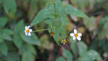 Ayrıca İspanyol iğneleri, dilenci keneleri, Black Jack olarak da bilinir.