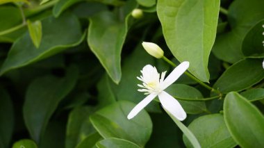 Clematis terniflora olarak da bilinir. Tatlı sonbahar klemati, bakireler çardağı.