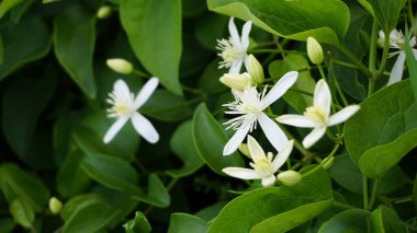 Clematis terniflora olarak da bilinir. Tatlı sonbahar klemati, bakireler çardağı.