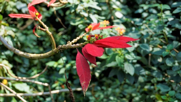 Närbild Färgglada Blad Euphorbia Pulcherrima Även Känd Som Julstjärna Eller — Stockfoto
