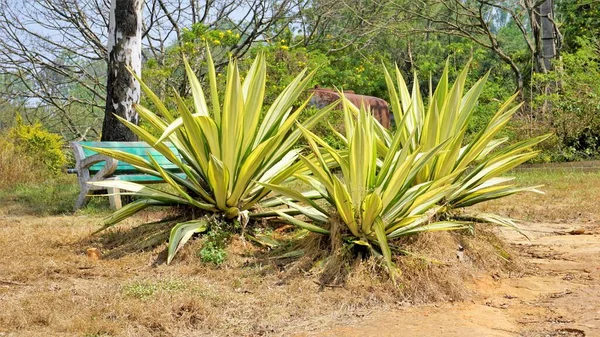 Furcraea Foetida Também Conhecido Como Cânhamo Maurício Cabuya Gigante Aloé — Fotografia de Stock