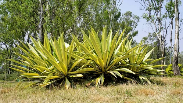 Furcraea Foetida También Conocida Como Cáñamo Mauricio Cabuya Gigante Aloe —  Fotos de Stock