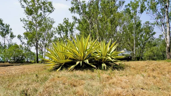 Furcraea Foetida Também Conhecido Como Cânhamo Maurício Cabuya Gigante Aloé — Fotografia de Stock