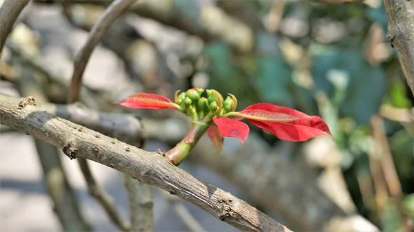 Zbliżenie Kolorowe Liście Euphorbia Pulcherrima Znany Również Jako Poinsettia Lub — Zdjęcie stockowe