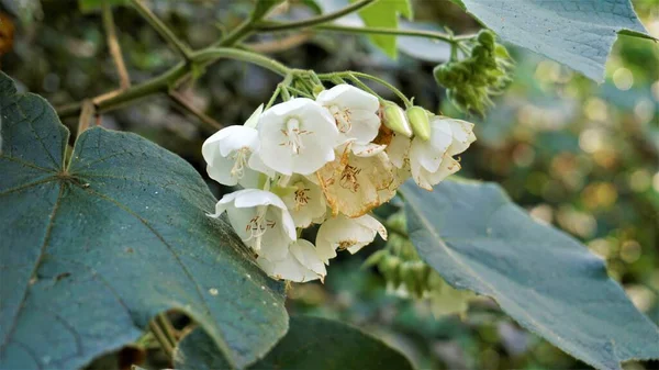 Closeup Flower Dombeya Reclinata Mahot Rouge — Stock Photo, Image