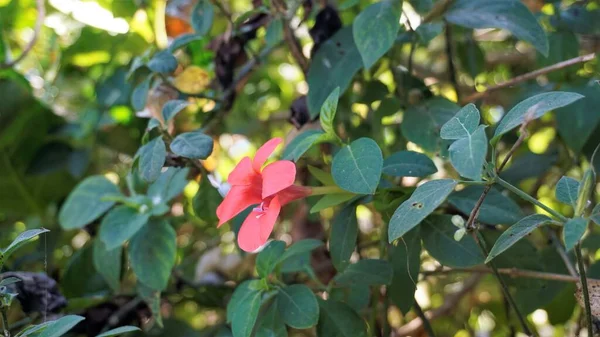 Barleria Repens Також Відомий Кораловий Гребінець Рожева Руелія Садів Mysore — стокове фото