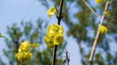 Sarı renkli Çin şapkası çiçeği. Botanik adı Holmskioldia sanginea. Nandi Hills, Bangalore, Karnataka 'da görüldü.