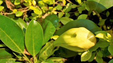 Solandra maxima, Hawaii Lilly olarak da bilinir, Altın Kadeh. Nandi Hills, Bangalore, Karnatka, Hindistan 'da görüldü.