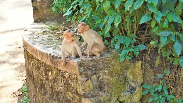 Monos Gemelos Del Bebé Sentados Una Pared — Foto de Stock