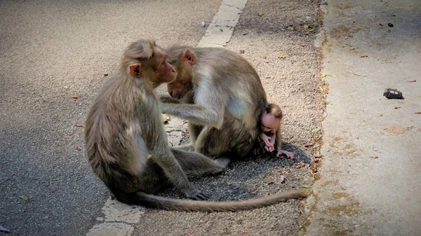 Indická Opice Rodina Thier Novorozeně Dítě — Stock fotografie