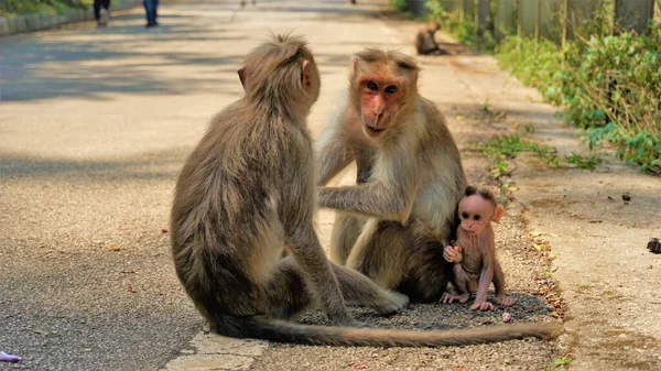 Indische Affenfamilie Mit Ihrem Neugeborenen Baby — Stockfoto