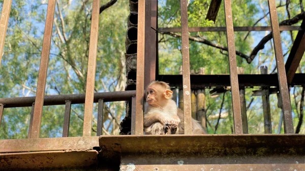 Neugieriges Affenbaby Sitzt Auf Einem Sky Walk Grill — Stockfoto